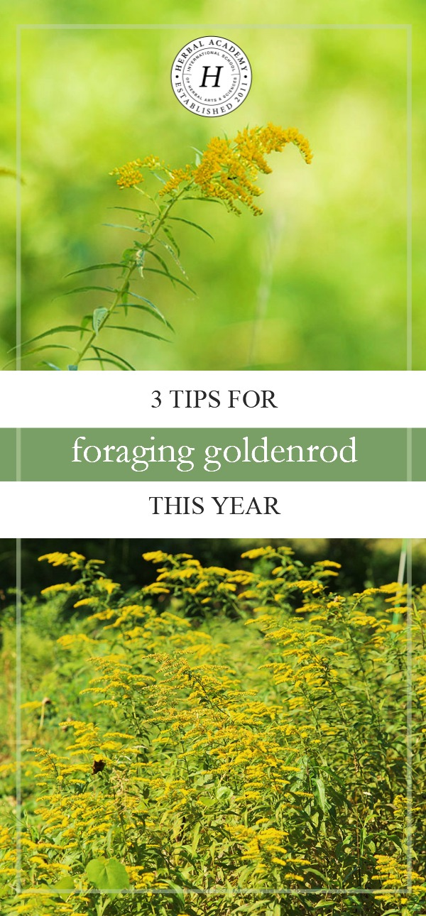 3 Tips For Foraging Goldenrod This Year | Herbal Academy | Are you looking for an herb to forage this fall? Goldenrod is a great choice! We have three tips to keep in mind when you are foraging goldenrod this year.