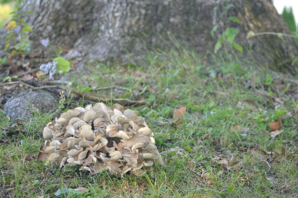 Maitake 101: A Valuable Mushroom | Herbal Academy | Maitake mushrooms are high in nutrients and are great for the immune system! Here's a delicious recipe as well as other ways to use this healthy food.