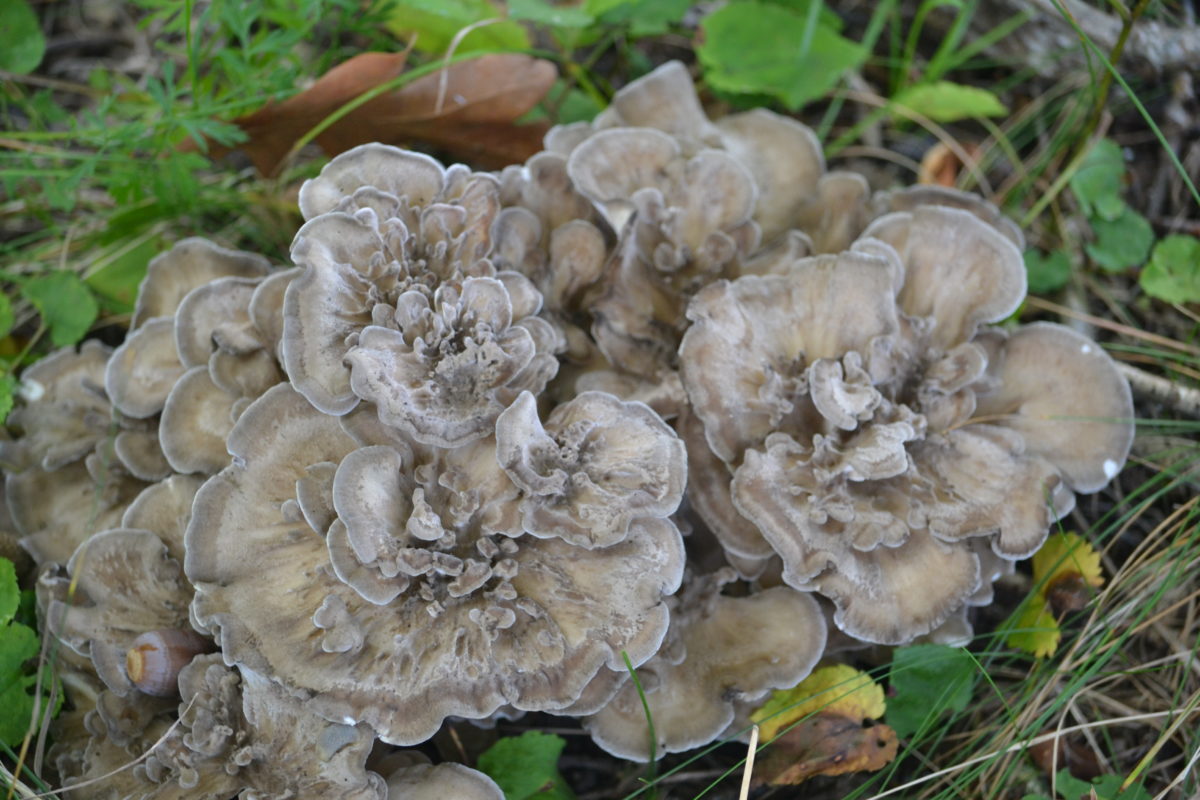 Maitake 101: A Valuable Mushroom | Herbal Academy | Maitake mushrooms are high in nutrients and are great for the immune system! Here's a delicious recipe as well as other ways to use this healthy food.