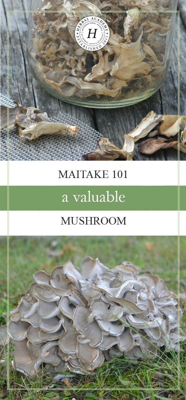 Maitake 101: A Valuable Mushroom | Herbal Academy | Maitake mushrooms are high in nutrients and are great for the immune system! Here's a delicious recipe as well as other ways to use this healthy food.