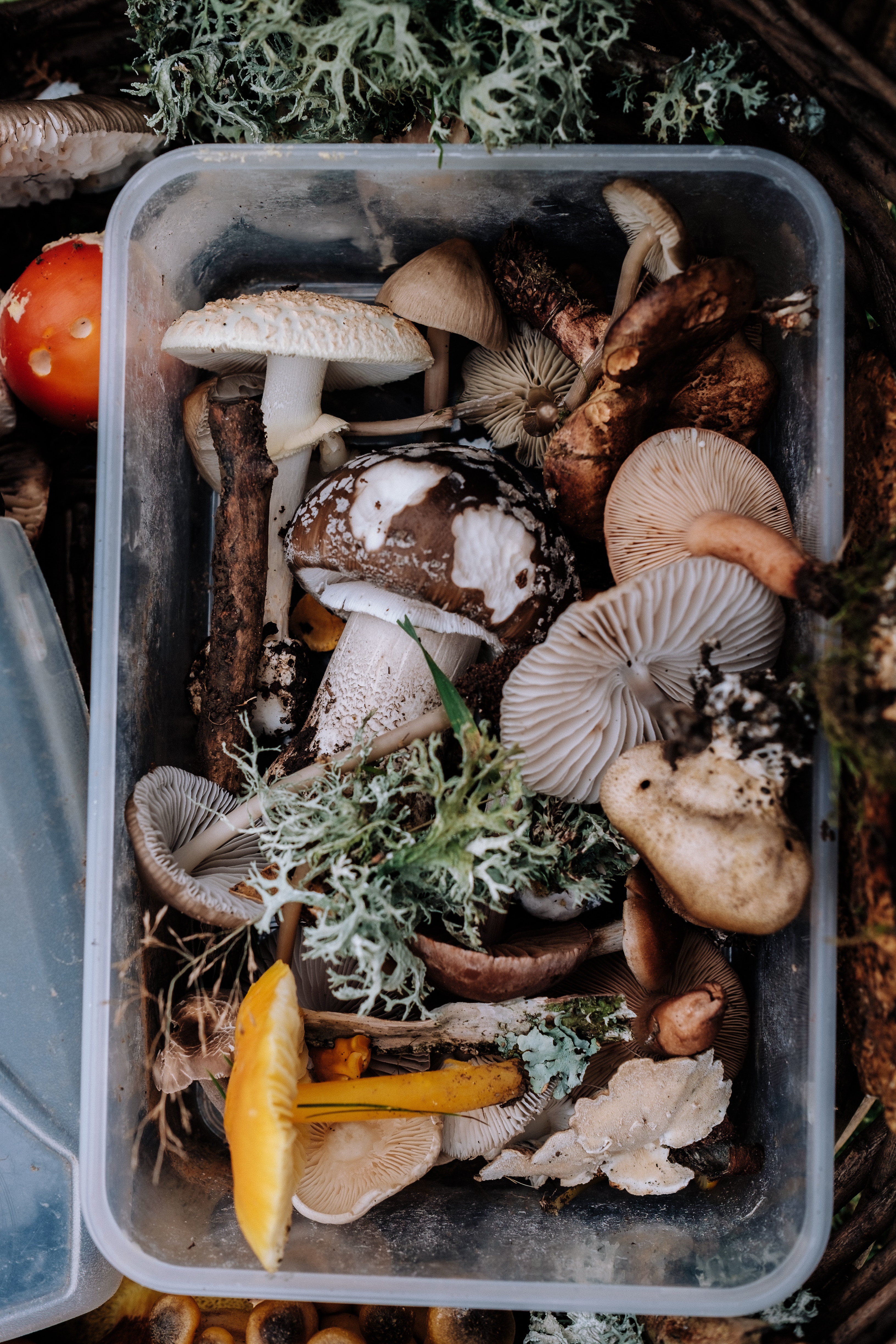 10 Amazing Mushrooms For Wellness (+ Free Mushroom Download) | Herbal Academy | Learn how you can use 10 amazing mushrooms for wellness, and get a free mushroom graphic download to help you remember them too.