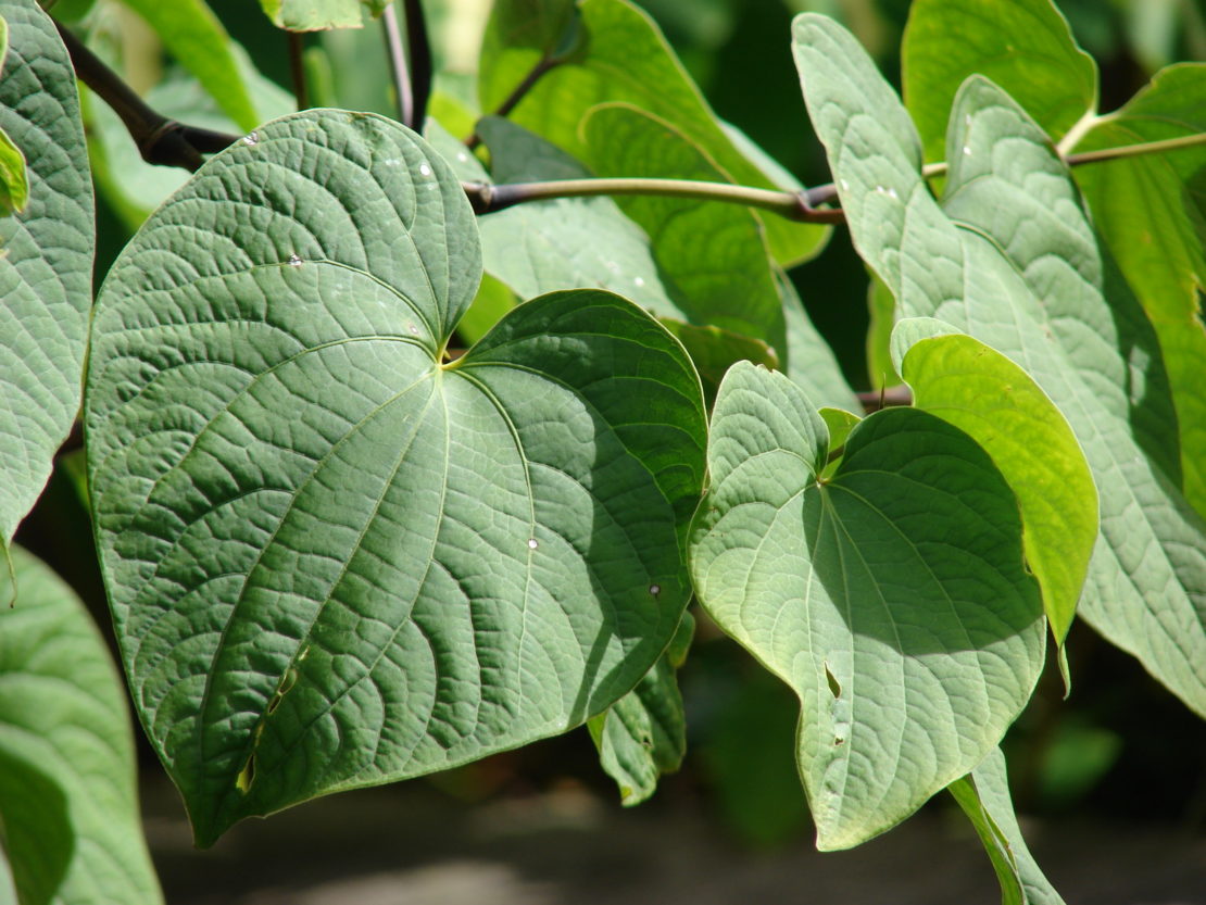 Herbal Dreamtime: 6 Herbs To Enliven Your Dreamspace