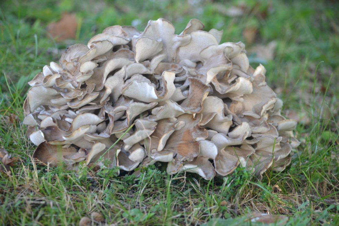 Maitake 101: A Valuable Mushroom | Herbal Academy | Maitake mushrooms are high in nutrients and are great for the immune system! Here's a delicious recipe as well as other ways to use this healthy food.