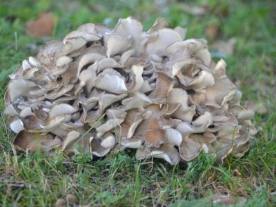 Maitake 101: A Valuable Mushroom | Herbal Academy | Maitake mushrooms are high in nutrients and are great for the immune system! Here's a delicious recipe as well as other ways to use this healthy food.
