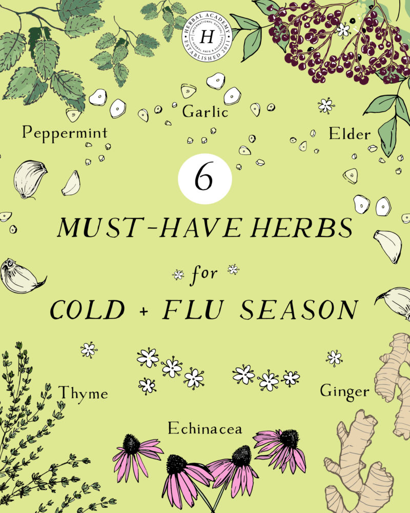 Tips For Staying Healthy This Cold And Flu Season | Herbal Academy | Have you thought about what you will do to support your body's health this winter? Here are some tips for staying healthy this cold and flu season! 