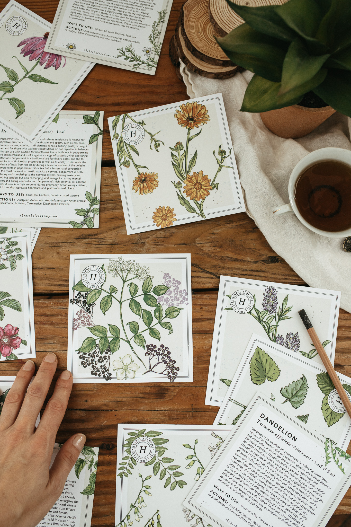 Mini Monographs Card set by Herbal Academy