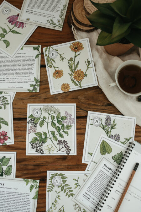 Plant Monograph Card Set - learn herbalism through beautiful plant art