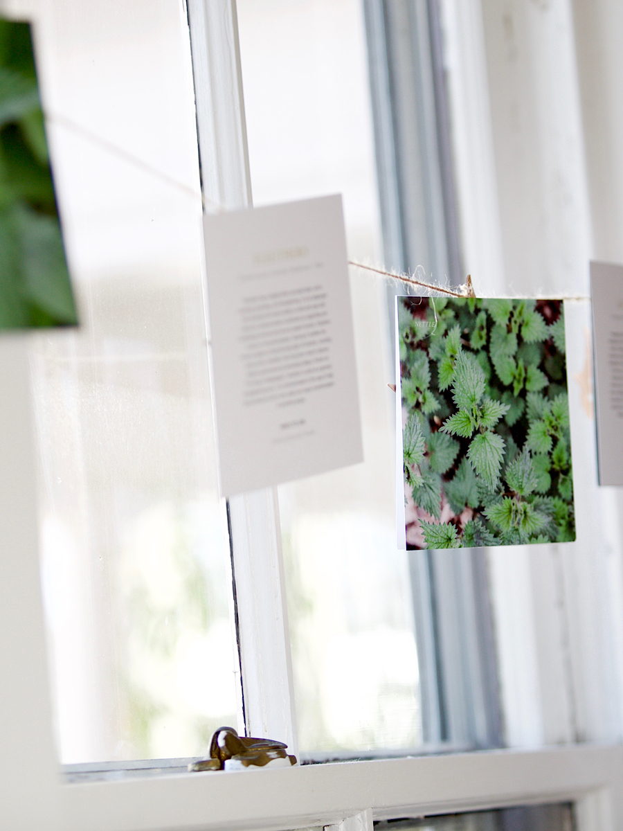Mini Plant Monograph Cards- Academy Goods Shop