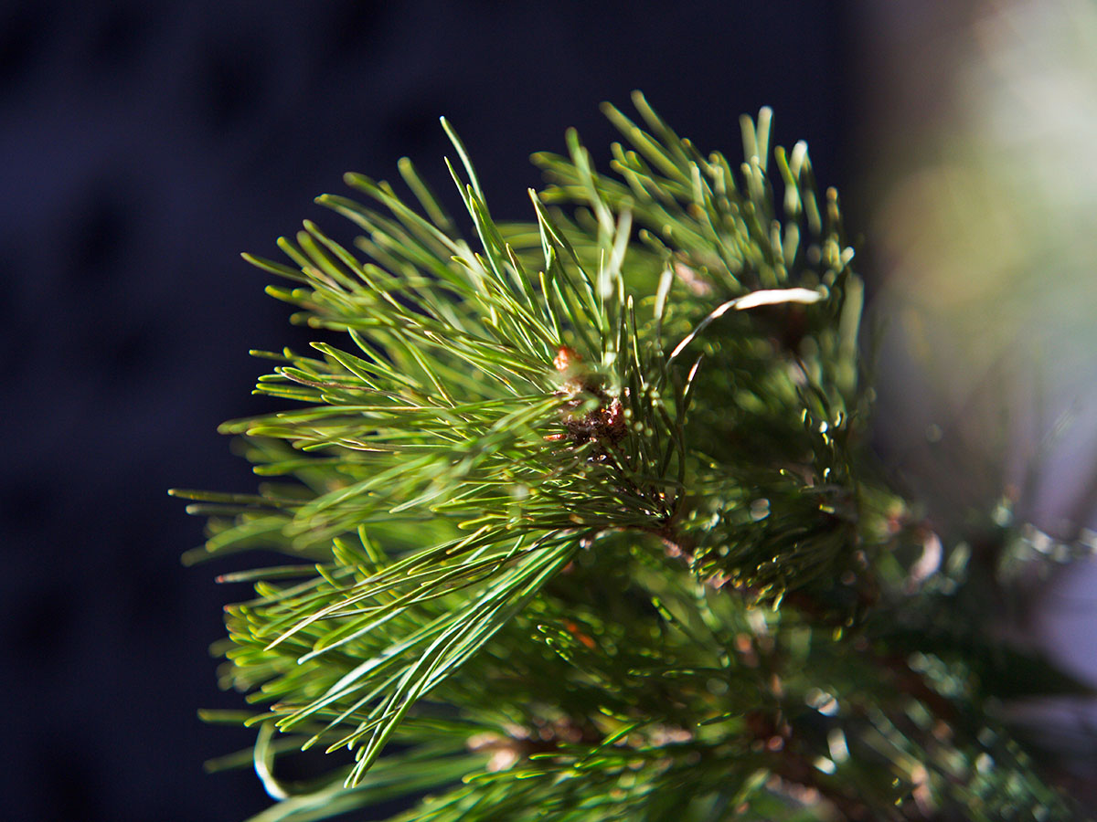 Doctrine of Signatures: An Introduction to Deepening Our Connection With The Beneficial Properties of Plants | Herbal Academy | By learning about the doctrine of signatures in nature, we can gain insight into the properties of plants, and into the more intuitive side of herbs.