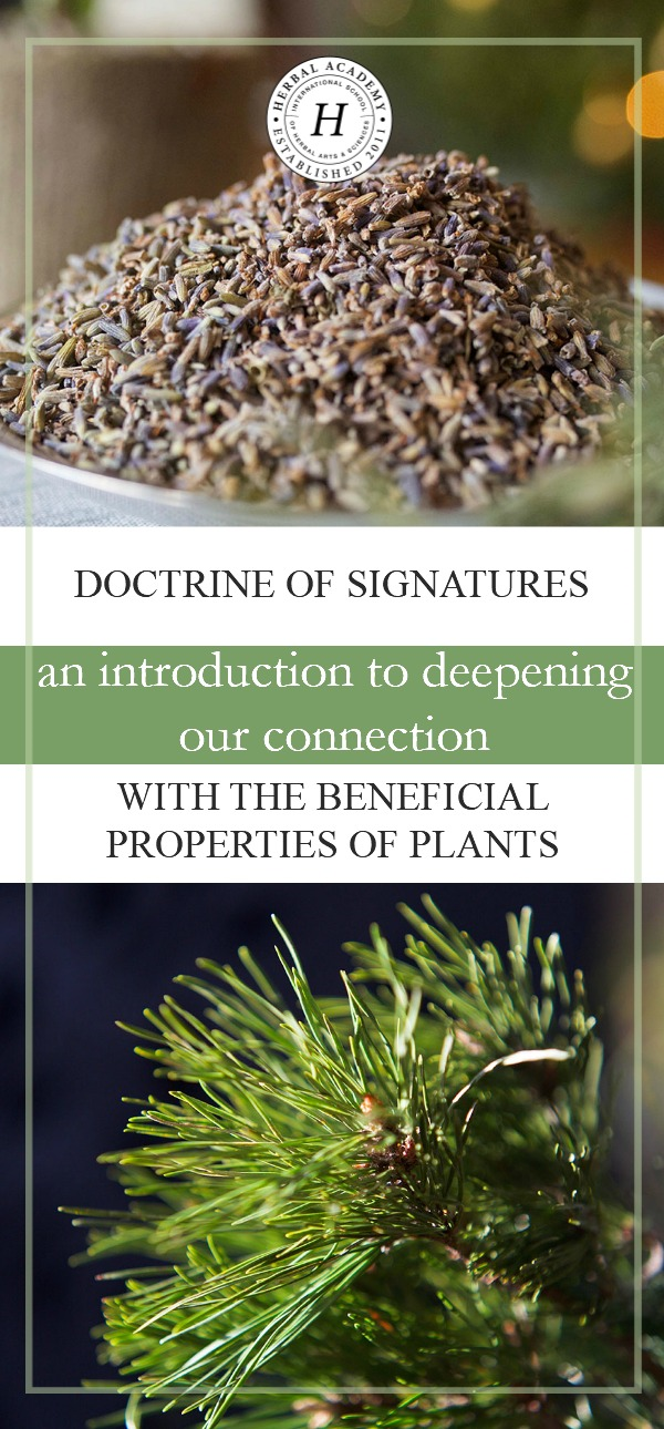 Doctrine of Signatures An Introduction to Deepening Our Connection