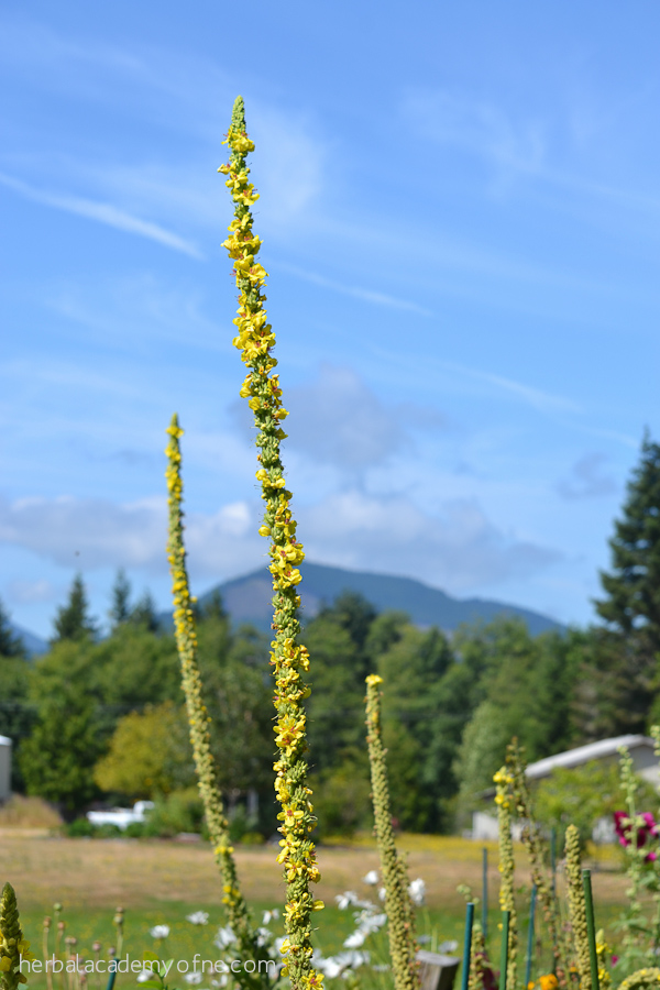 Doctrine of Signatures: An Introduction to Deepening Our Connection With The Beneficial Properties of Plants | Herbal Academy | By learning about the doctrine of signatures in nature, we can gain insight into the properties of plants, and into the more intuitive side of herbs.