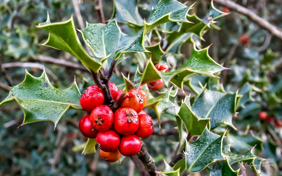 Ancient Lore Surrounding Herbs Of Christmas Past | Herbal Academy | Have you ever wondered about the ancient lore surrounding the herbs of Christmas past? Here are several entertaining short stories for you to enjoy!