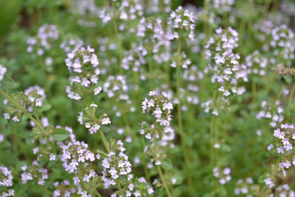 thyme growing in the wild