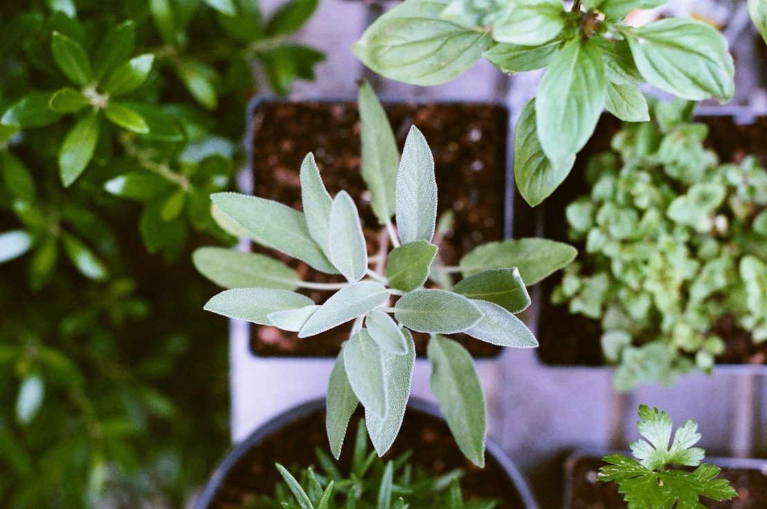 How To Grow Culinary Herbs Indoors During The Winter | Herbal Academy | Would you like a way to grow herbs that you can enjoy all winter long? Here's a step-by-step guide to help you grow culinary herbs indoors!