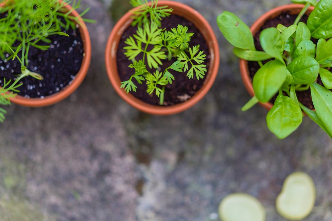 How To Grow Culinary Herbs Indoors During The Winter