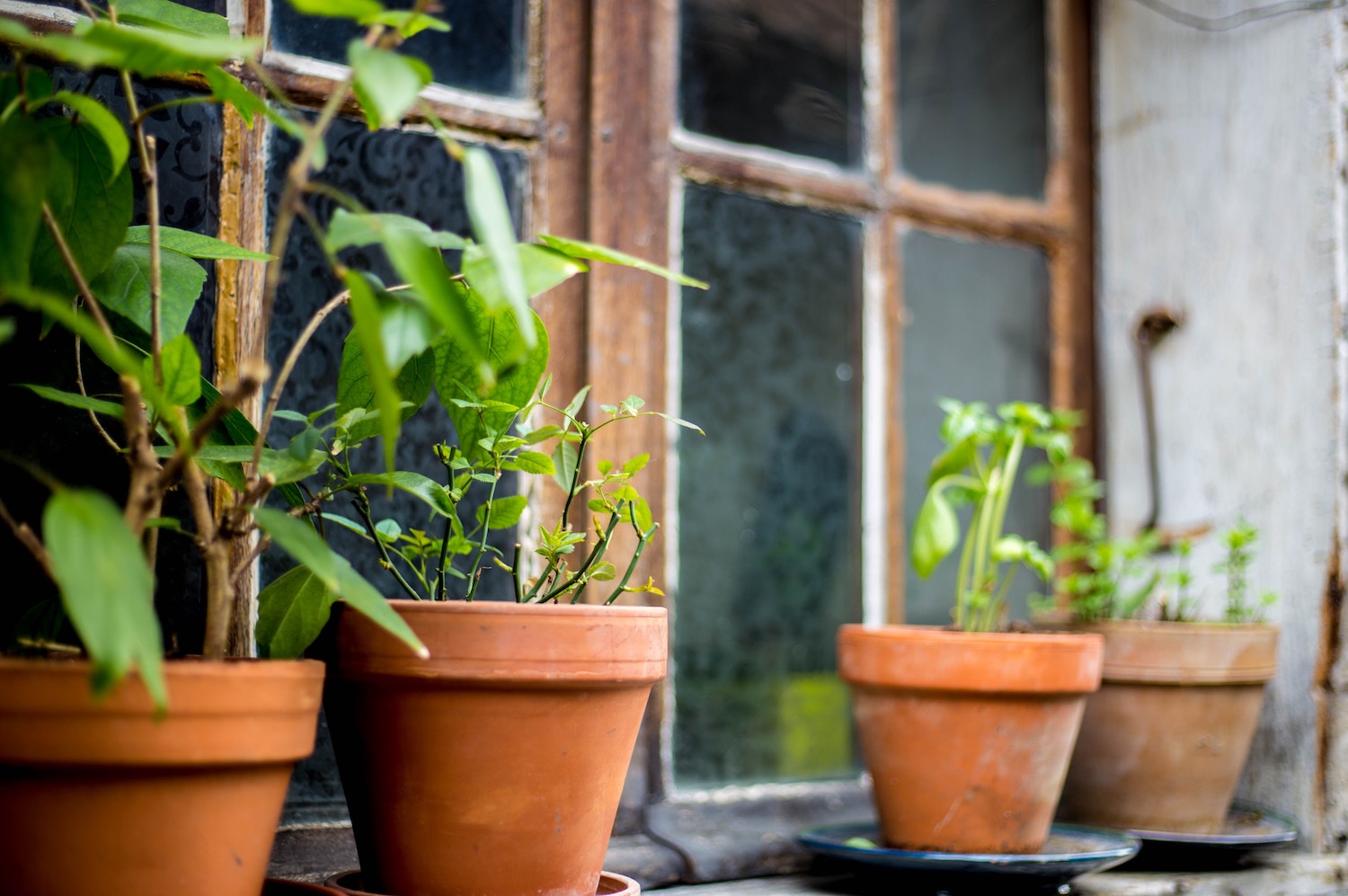 How To Grow Culinary Herbs Indoors During The Winter | Herbal Academy | Would you like a way to grow herbs that you can enjoy all winter long? Here's a step-by-step guide to help you grow culinary herbs indoors!