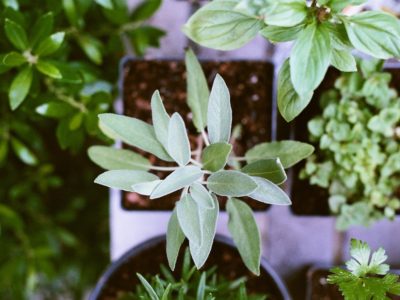 How To Grow Culinary Herbs Indoors During The Winter | Herbal Academy | Would you like a way to grow herbs that you can enjoy all winter long? Here's a step-by-step guide to help you grow culinary herbs indoors!