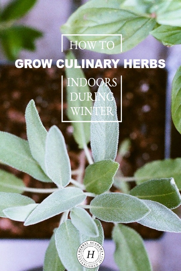 How To Grow Culinary Herbs Indoors During The Winter | Herbal Academy | Would you like a way to grow herbs that you can enjoy all winter long? Here's a step-by-step guide to help you grow culinary herbs indoors!