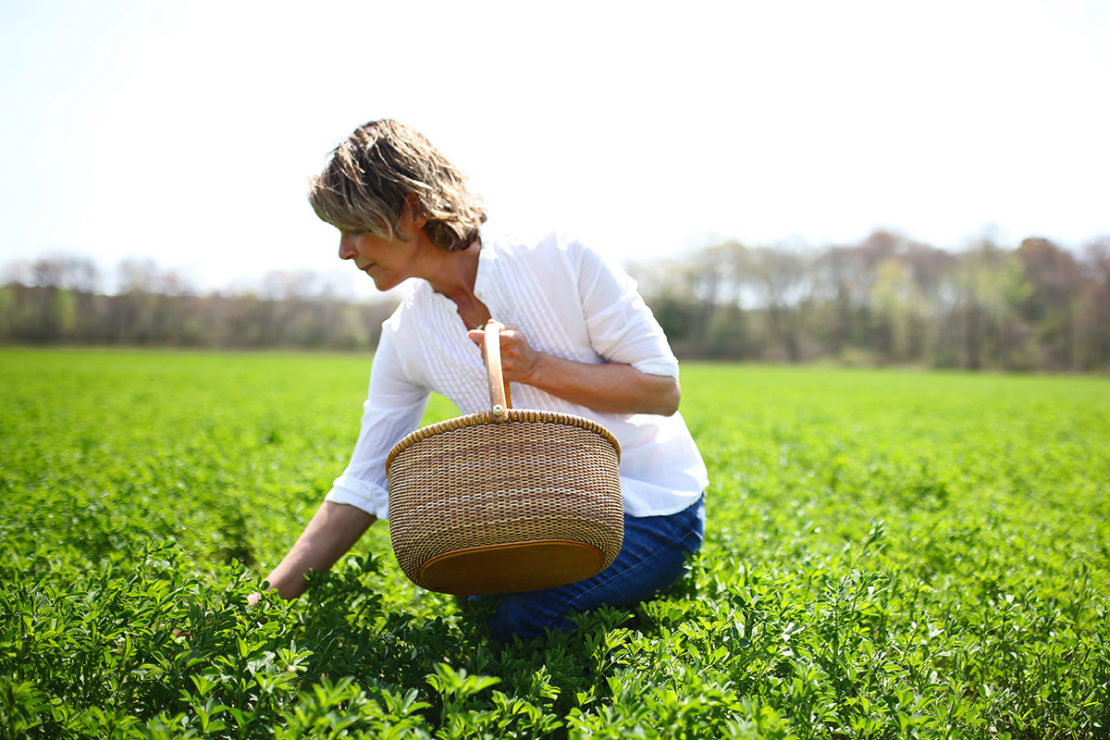 How to be an Environmentally Sustainable Herbalist | Herbal Academy | Here are 4 ways you can be an environmentally sustainable herbalist by being mindful of where plants we use come from and how they are grown.