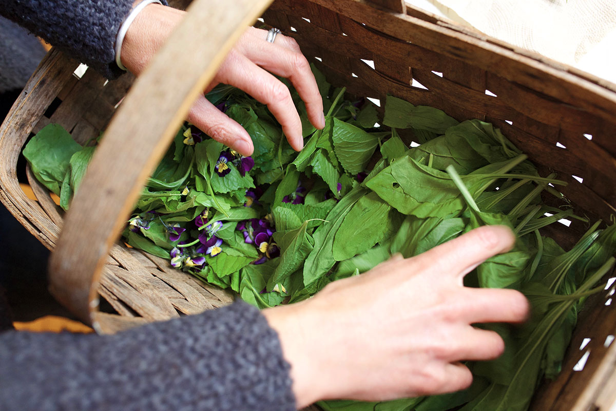 How to be an Environmentally Sustainable Herbalist | Herbal Academy | Here are 4 ways you can be an environmentally sustainable herbalist by being mindful of where plants we use come from and how they are grown. 