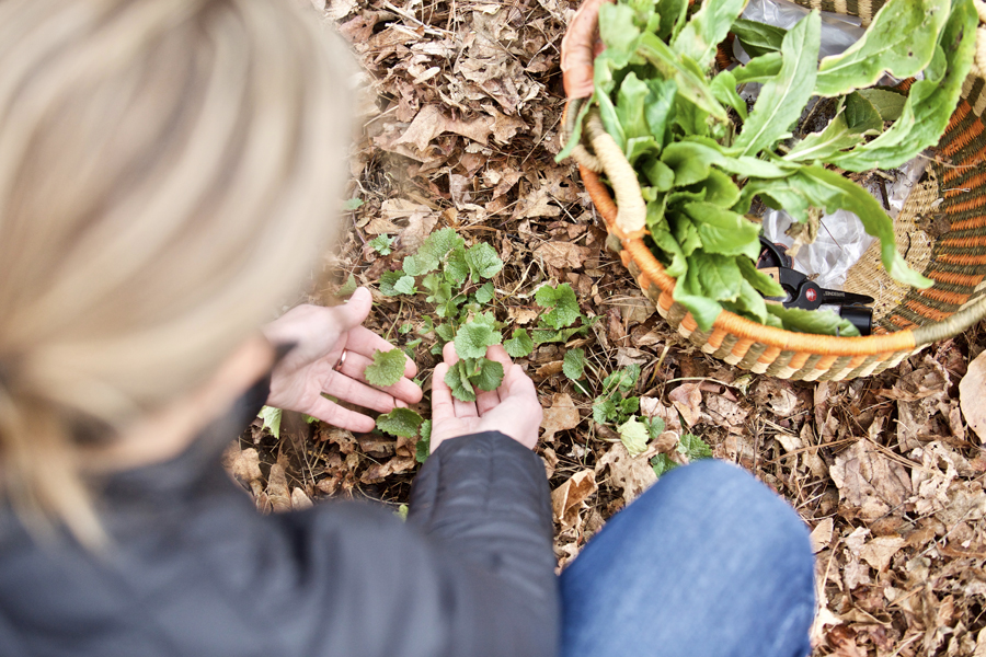 Botany & Wildcrafting Course – Herbal Academy Units