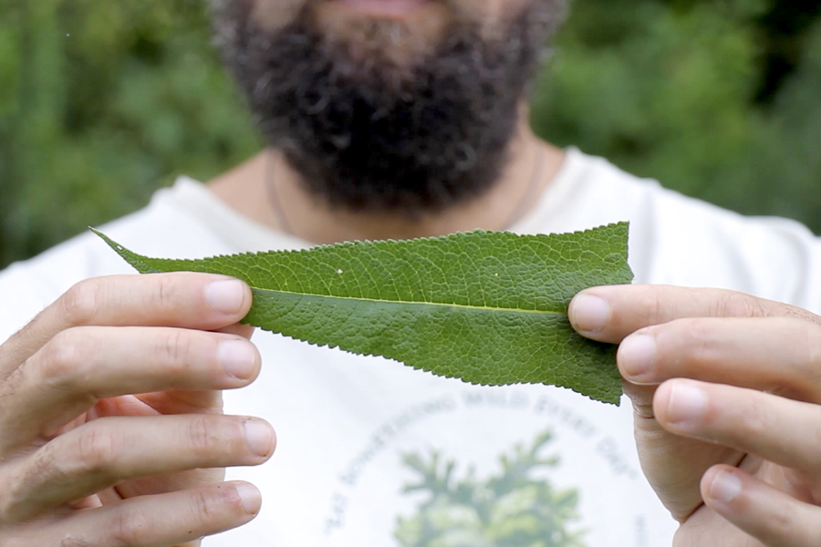 Botany & Wildcrafting Course – Herbal Academy Units