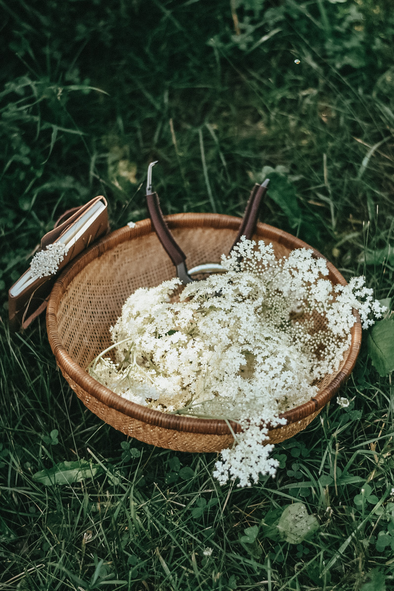 Herbal Academy's Botany and Wildcrafting Course