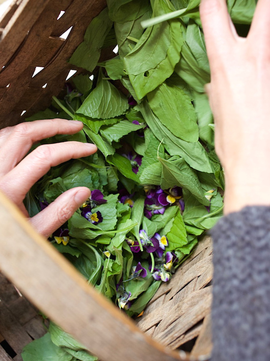 The Herbal Academy program – Botany and Wildcrafting Course