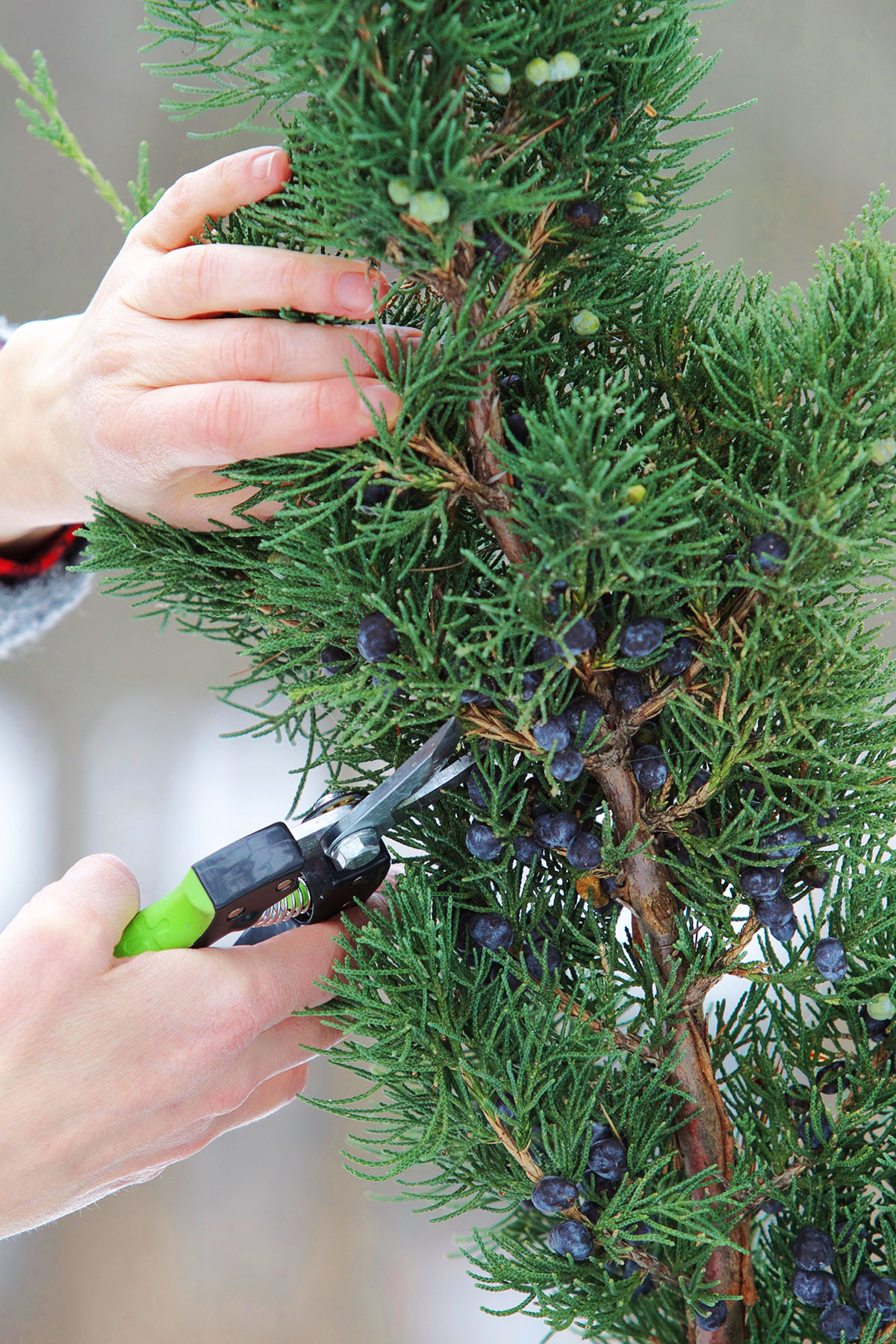 cutting juniper to make a plant wand