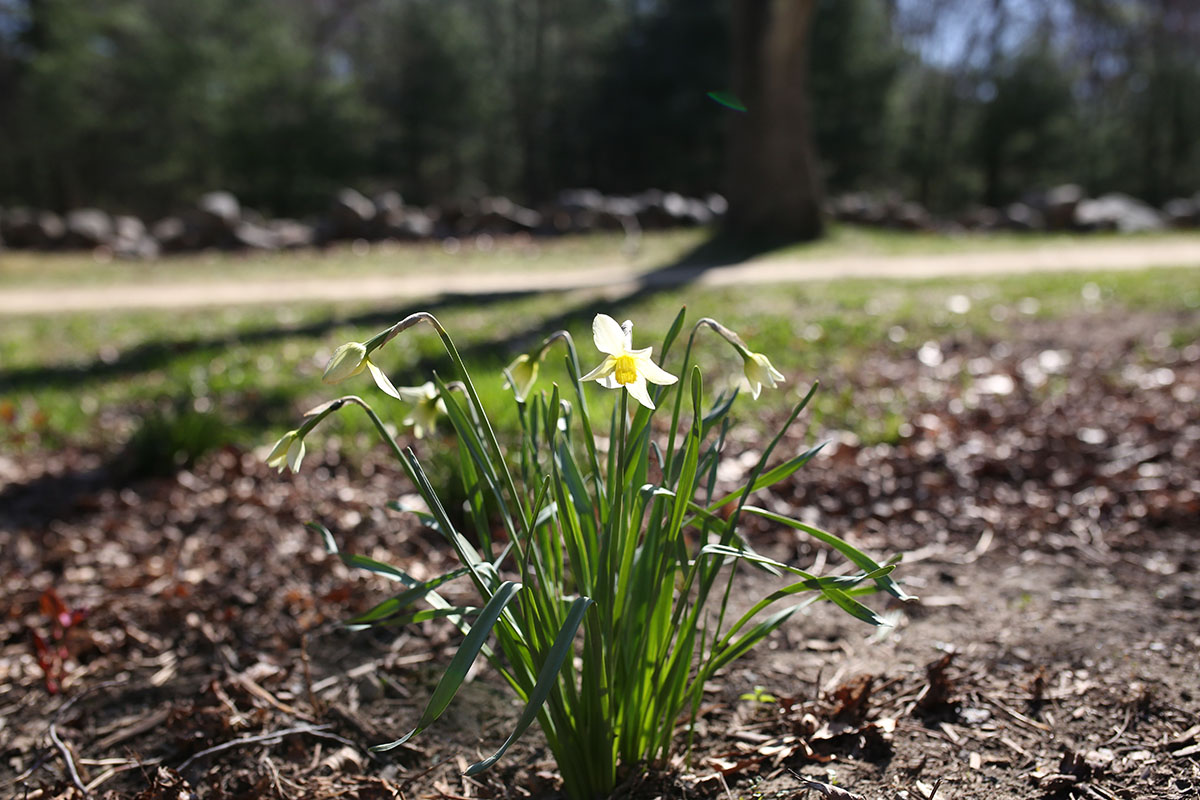 What the Spring Equinox Means to the Herbalist | Herbal Academy | For the herbalist, the Spring Equinox is a time for new beginnings, whether with your studies, your health, or your business. Learn more in today's post!