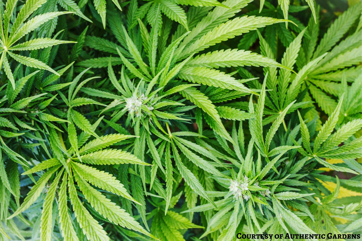 How To Incorporate Hemp in Your Materia Medica | Herbal Academy | Here's a basic introduction to hemp so that you can walk away with a better understanding of how to incorporate it in your materia medica.