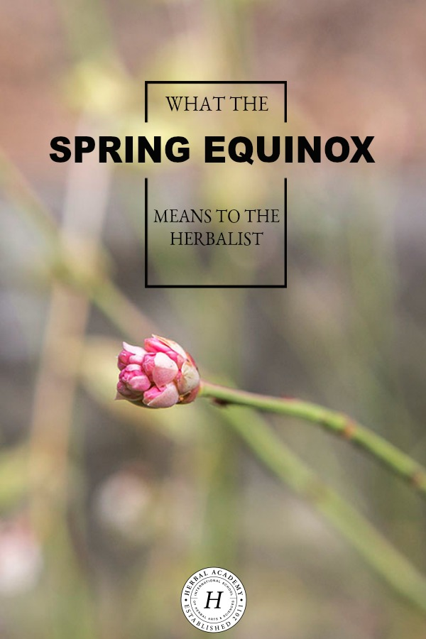 What the Spring Equinox Means to the Herbalist | Herbal Academy | For the herbalist, the Spring Equinox is a time for new beginnings, whether with your studies, your health, or your business. Learn more in today's post!