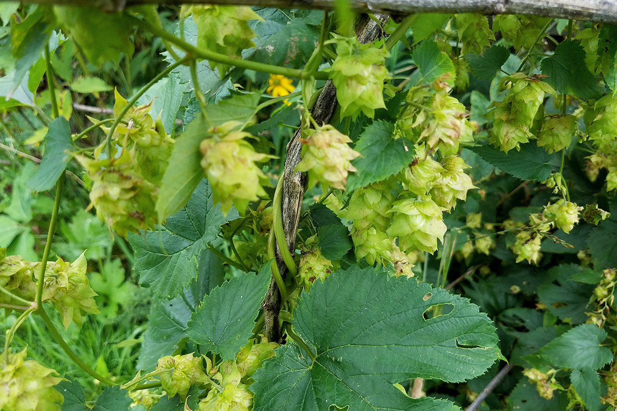 The Lure and Lore of HOPS: The 2018 Herb of the Year | Herbal Academy | In this post you'll find information about cultivating and harvesting hops as well as some interesting lure and lore about this year’s Herb of the Year.