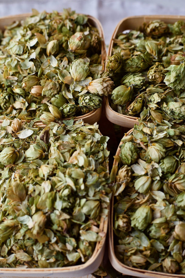 The Lure And Lore Of HOPS The 2018 Herb Of The Year