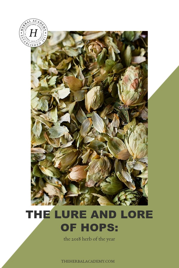The Lure and Lore of HOPS: The 2018 Herb of the Year | Herbal Academy | In this post you'll find information about cultivating and harvesting hops as well as some interesting lure and lore about this year’s Herb of the Year.