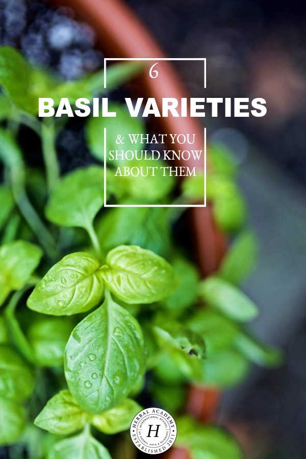 6 Basil Varieties & What You Should Know About Them | Herbal Academy | Did you know there are many basil varieties that can be planted and used in various ways? Come learn about six of them and how to incorporate them into your life.