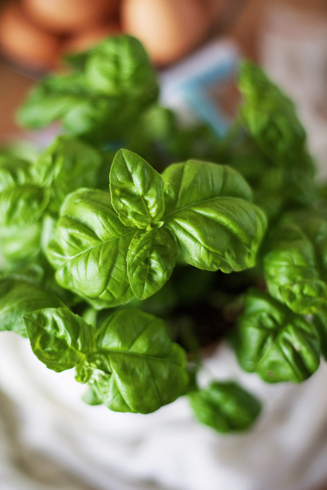 6 Basil Varieties & What You Should Know About Them