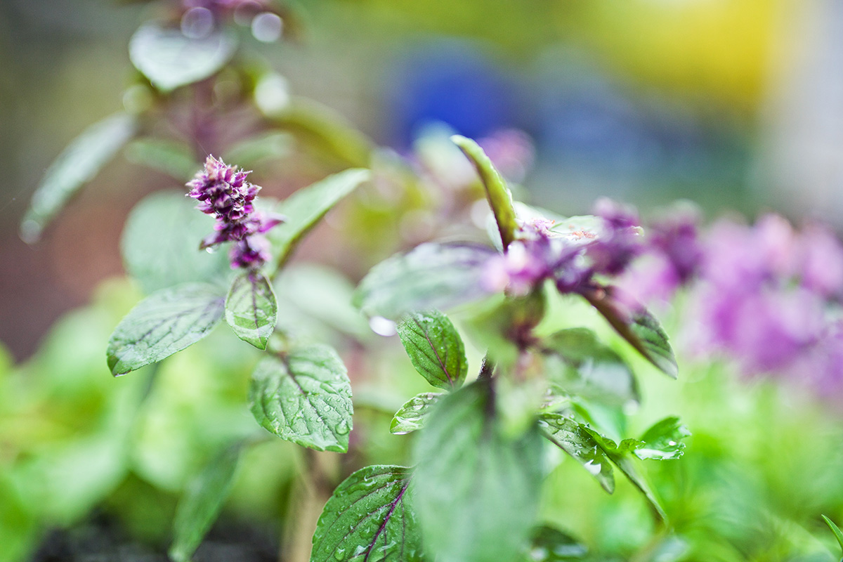 6 Basil Varieties & What You Should Know About Them | Herbal Academy | Did you know there are many basil varieties that can be planted and used in various ways? Come learn about six of them and how to incorporate them into your life.