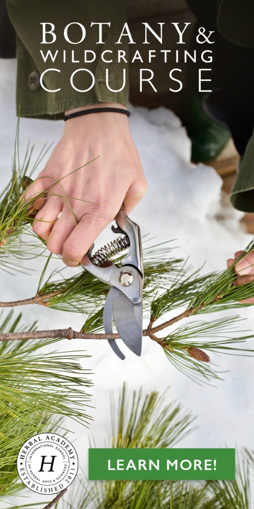 How To Harvest Bark From Trees and Shrubs Correctly | Herbal Academy | Ever wanted to harvest bark from trees or shrubs? In this post, we'll teach you four bark harvesting rules to follow so you can harvest bark correctly.