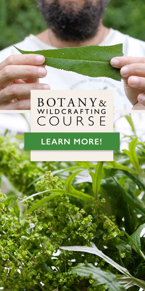 Learn how to wildcraft and identify plants confidently in the Botany & Wildcrafting Course!