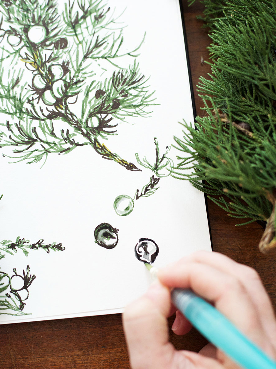 Botany and Wildcrafting Course – plant identification