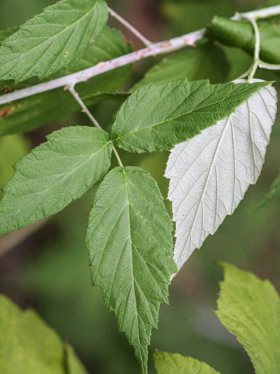 Botany and Wildcrafting Course – plant shapes