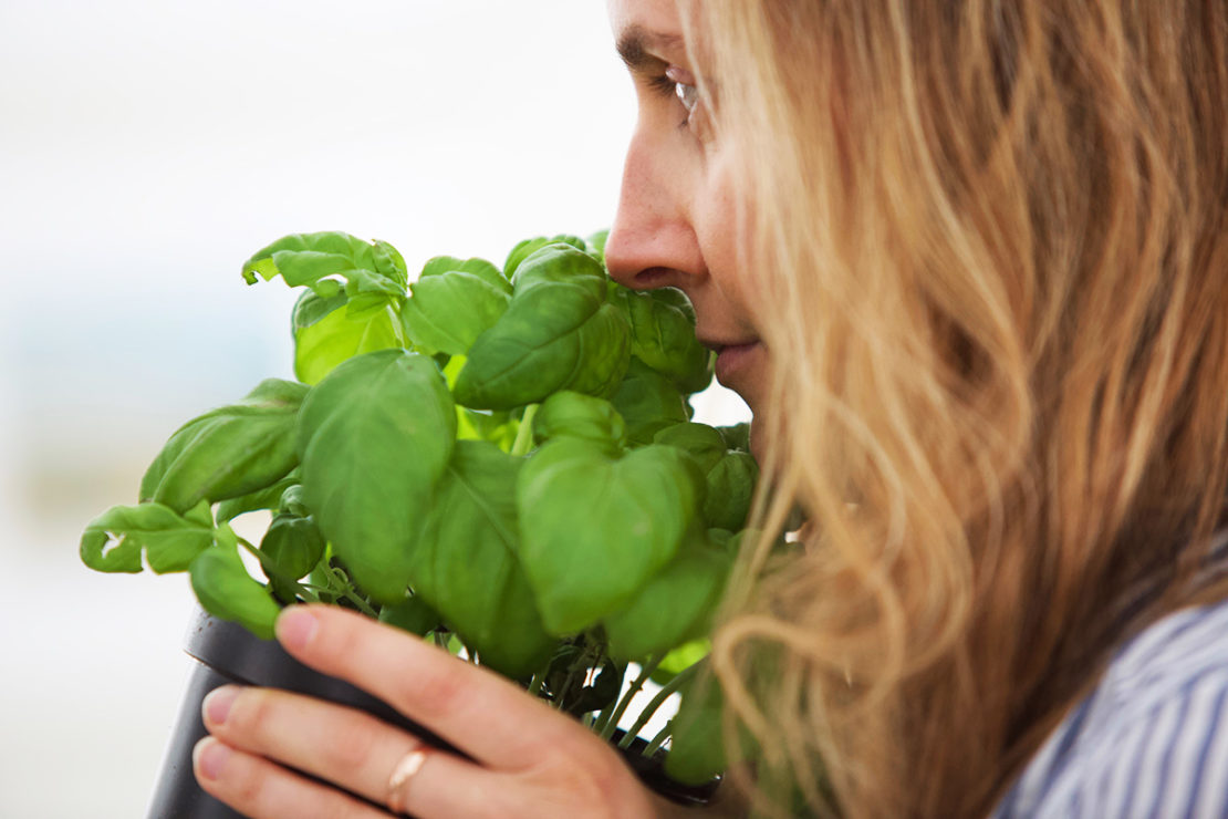 6 Basil Varieties & What You Should Know About Them | Herbal Academy | Did you know there are many basil varieties that can be planted and used in various ways? Come learn about six of them and how to incorporate them into your life.