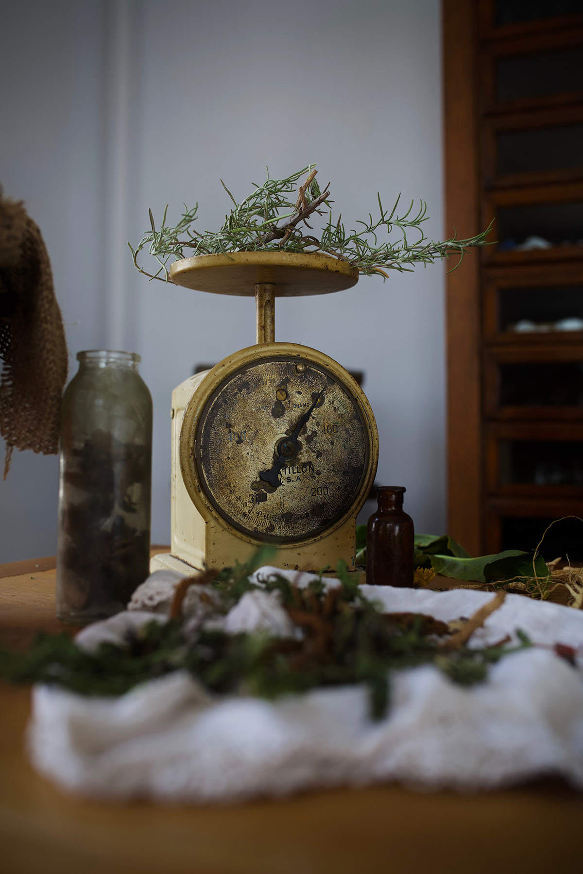 Herbalism: A History - How Herbalists Of The Past Paved The Way For Today | Herbal Academy | Have you ever wondered how modern-day herbalism came to be? Read on to discover how the history of herbalism paved the way for today.