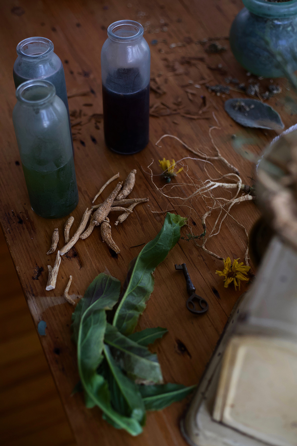 Herbalism: A History - How Herbalists Of The Past Paved The Way For Today | Herbal Academy | Have you ever wondered how modern-day herbalism came to be? Read on to discover how the history of herbalism paved the way for today.