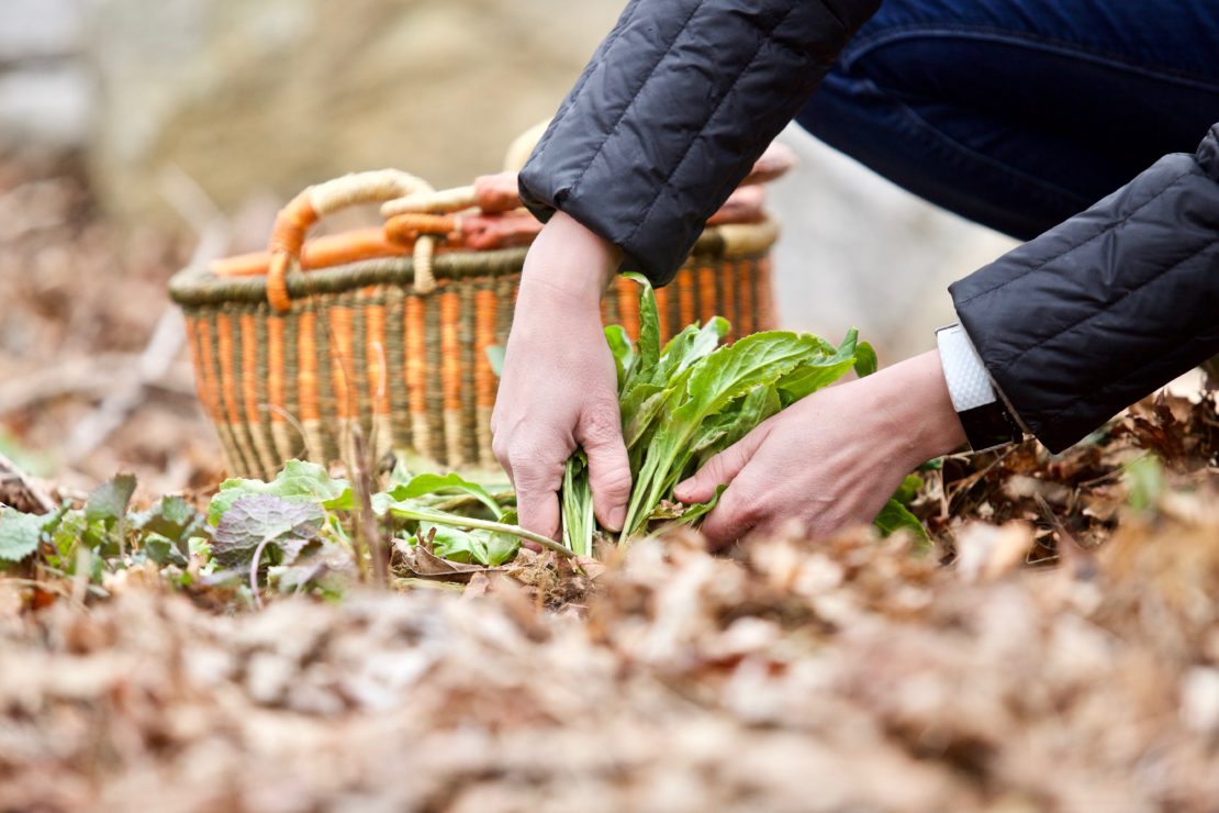 How To Identify And Wildcraft Plants Outside Your Front Door | Herbal Academy | Are you ready to learn how to identify & wildcraft plants this year? If so, grow your confidence and skill with our Botany & Wildcrafting Course!