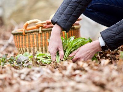 How To Identify And Wildcraft Plants Outside Your Front Door | Herbal Academy | Are you ready to learn how to identify & wildcraft plants this year? If so, grow your confidence and skill with our Botany & Wildcrafting Course!