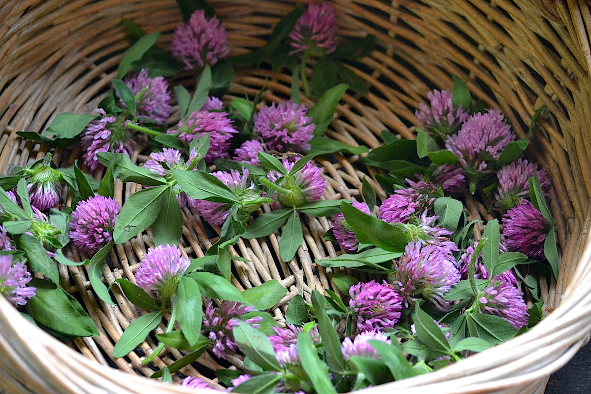 red clover flowers in a wicker basket