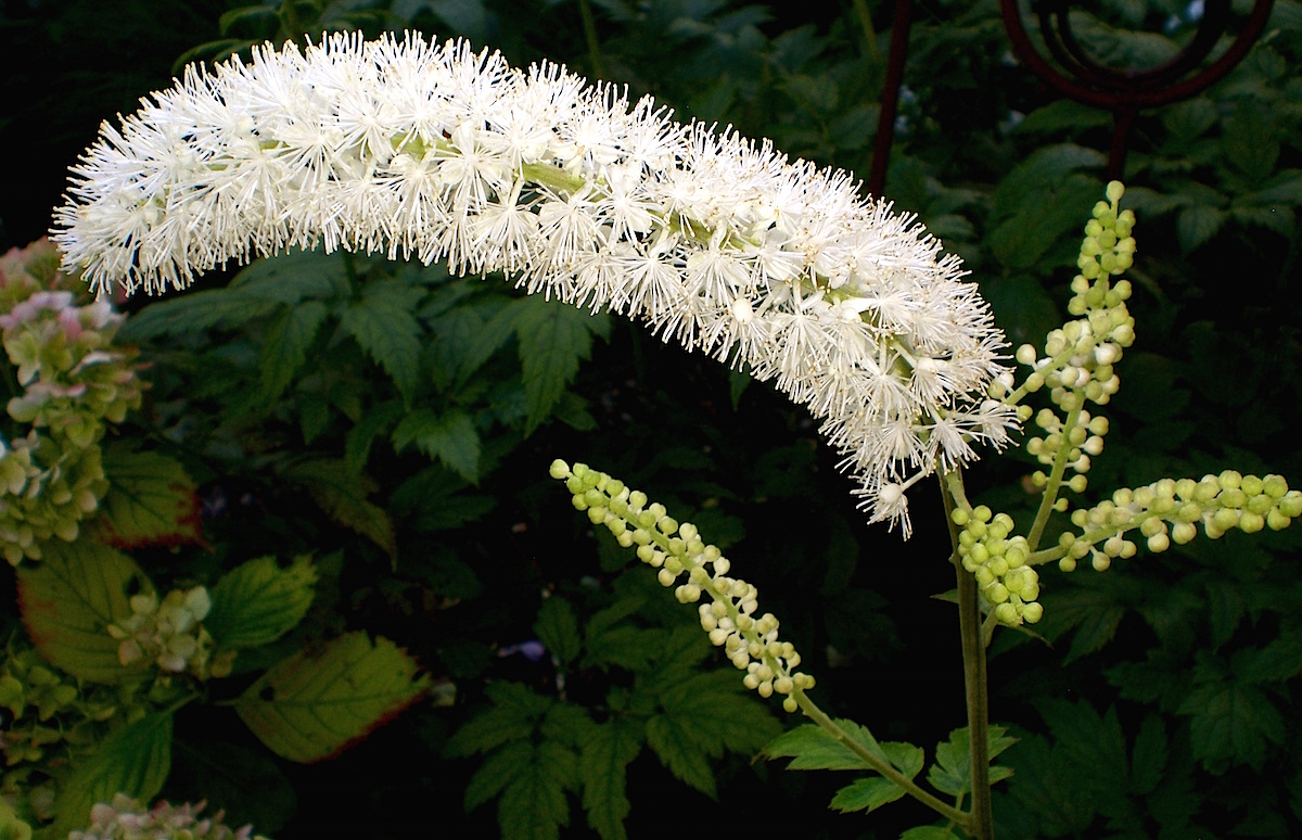 Black cohosh flower growing in the wild