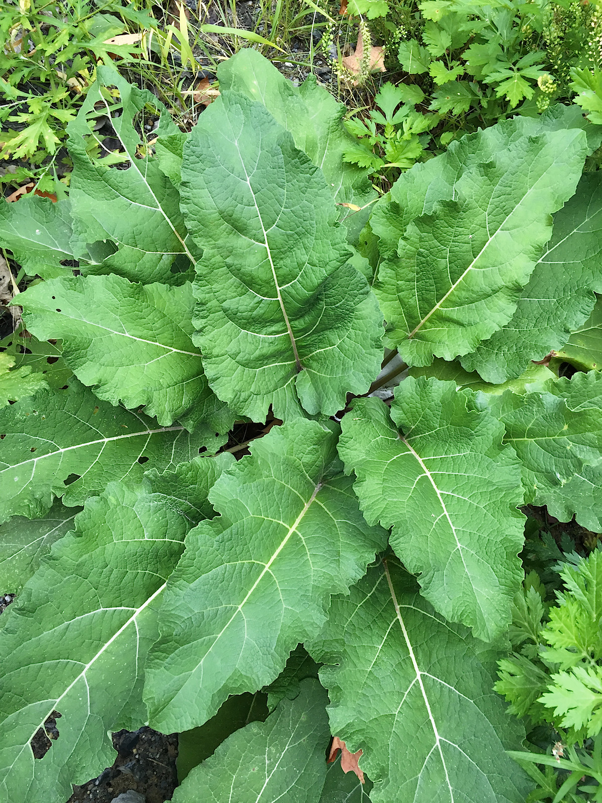 Pickled Burdock Root